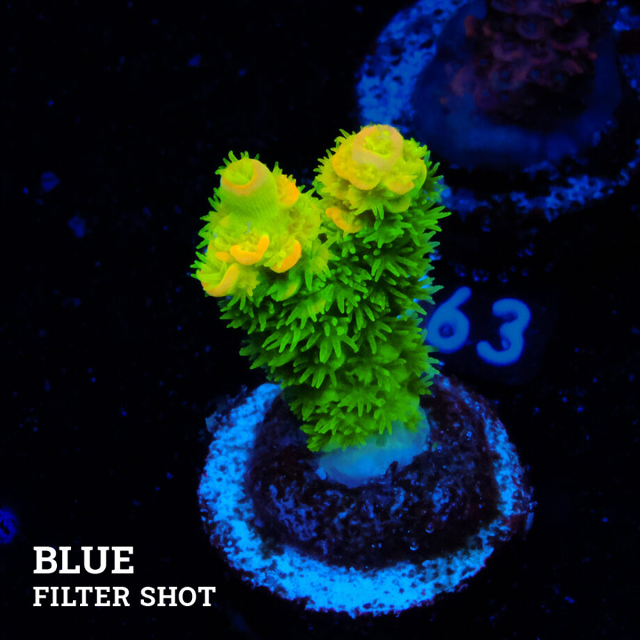 Acropora Tenuis 'Verde y naranja