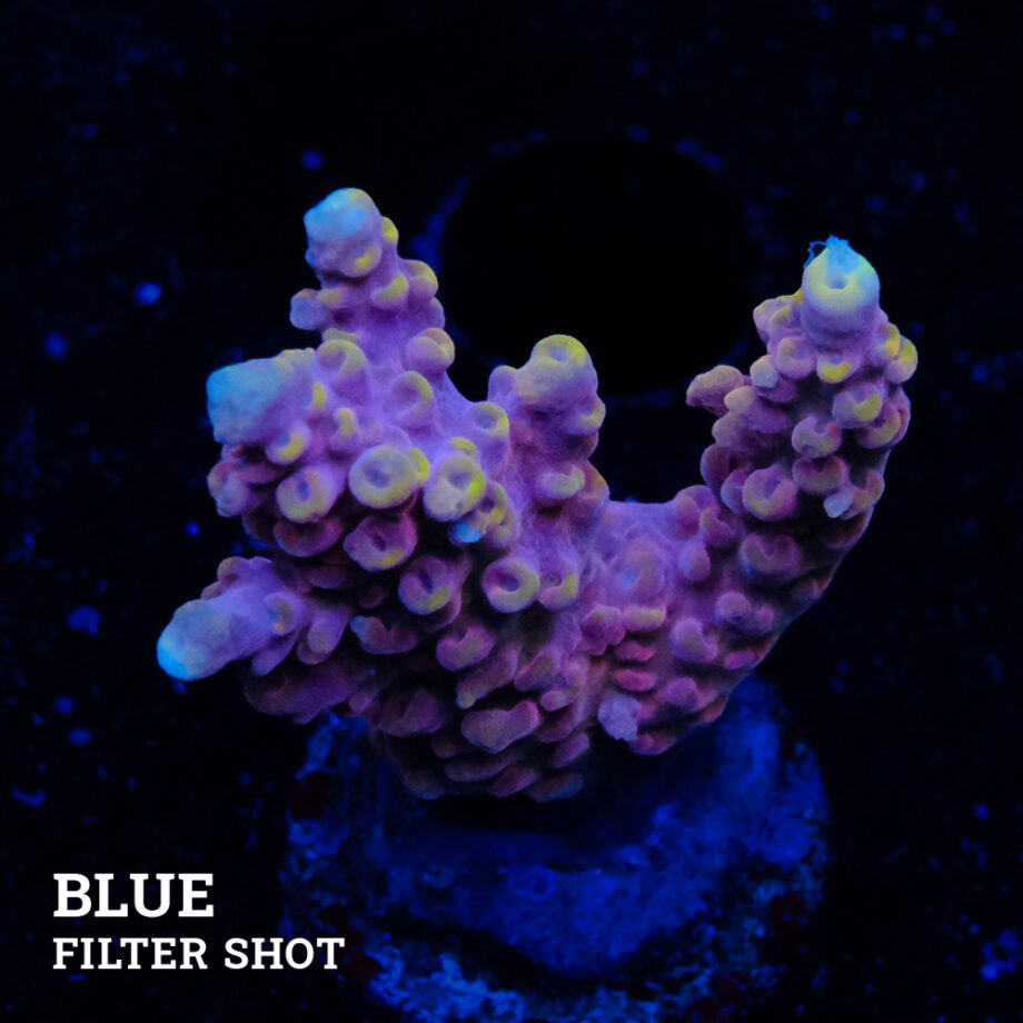 Acropora Rosaria
