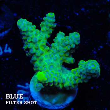 Acropora Ps.