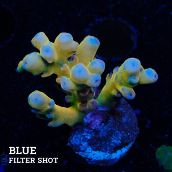 Acropora 'Jawdropper'