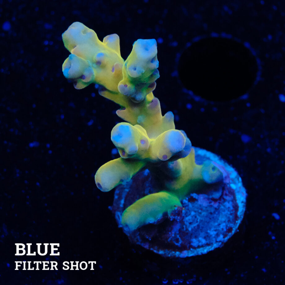 Acropora 'Jawdropper'