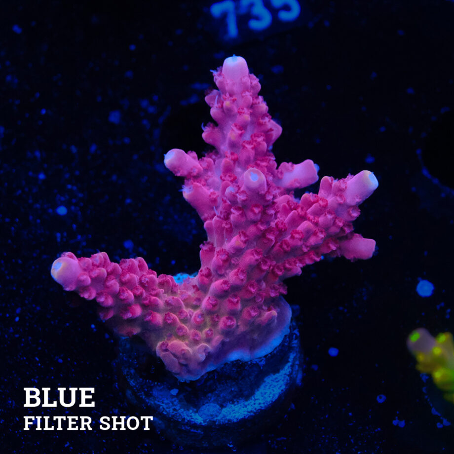 Acropora Divaricata 'Red