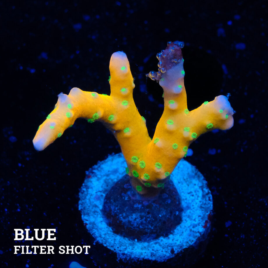 Anacropora 'Tropicana