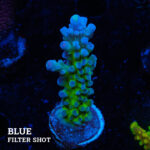 Acropora Tortuosa 'Electric Miyagi'