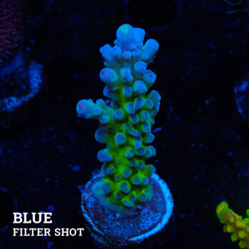 Acropora Tortuosa 'Electric Miyagi'