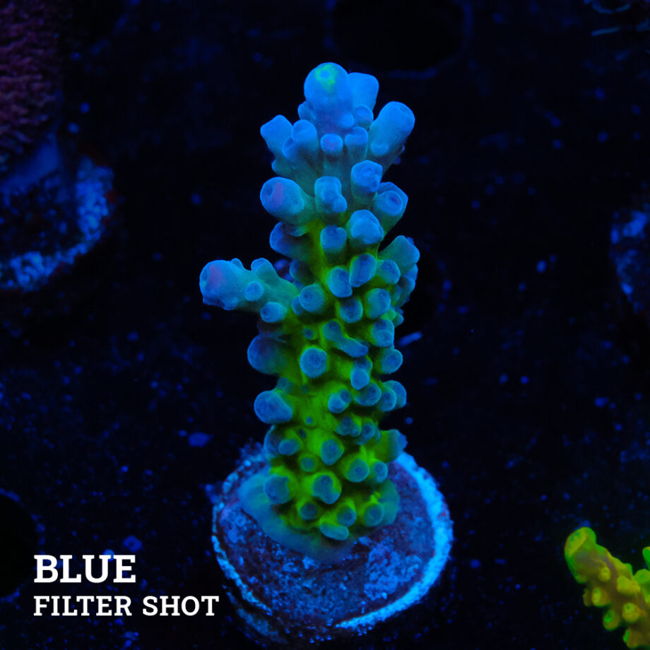 Acropora Tortuosa 'Electric Miyagi