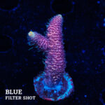 Acropora Millepora 'Pink'