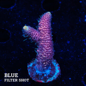 Acropora Millepora 'Pink'