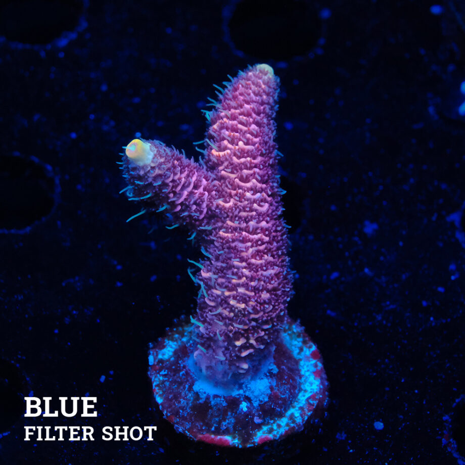 Acropora Millepora 'Pink'