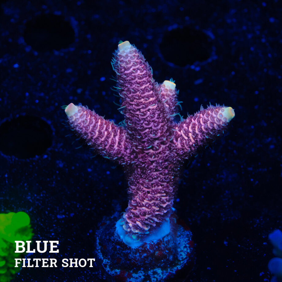 Acropora Millepora 'Pink'