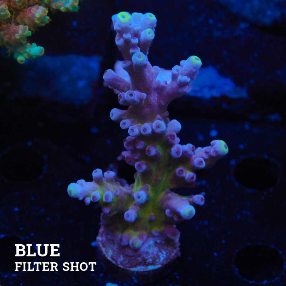 Acropora Tortuosa 'Cali Tort
