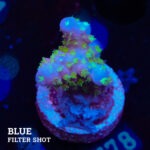 Acropora Gimmifera 'Tricolor'