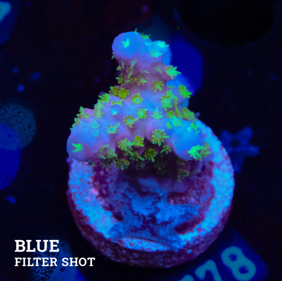 Acropora Gimmifera "Tricolor