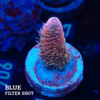 Acropora Millepora 'Pink'