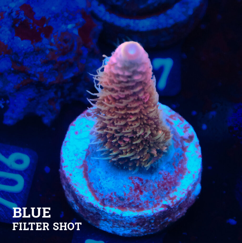 Acropora Millepora 'Pink'