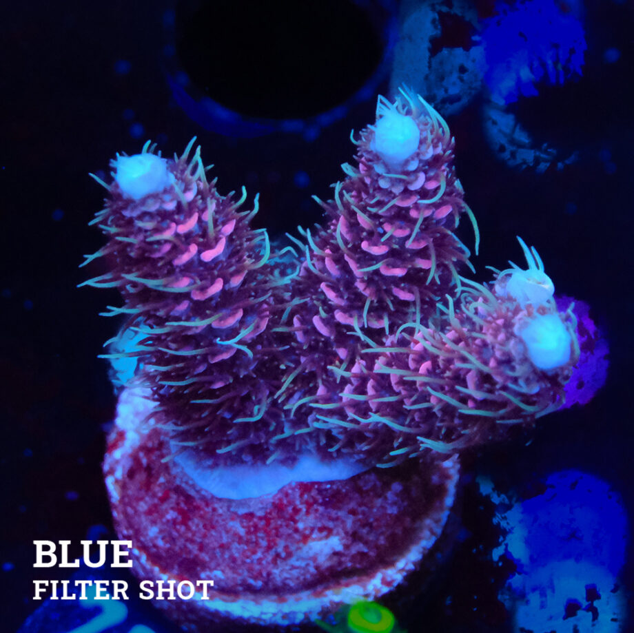 Acropora Millepora 'Pink & Blue'