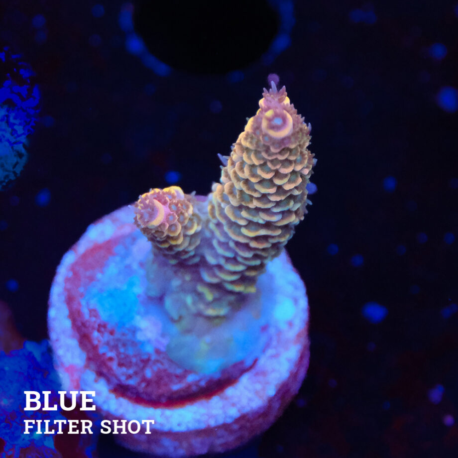 Acropora Millepora 'Naranja oxidado' (Rusty Orange)