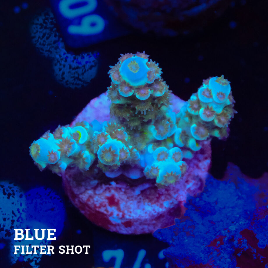 Acropora Tenuis