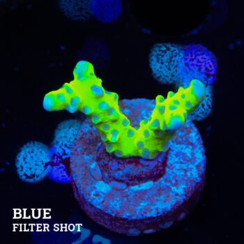 Anacropora 'Super Toxic'