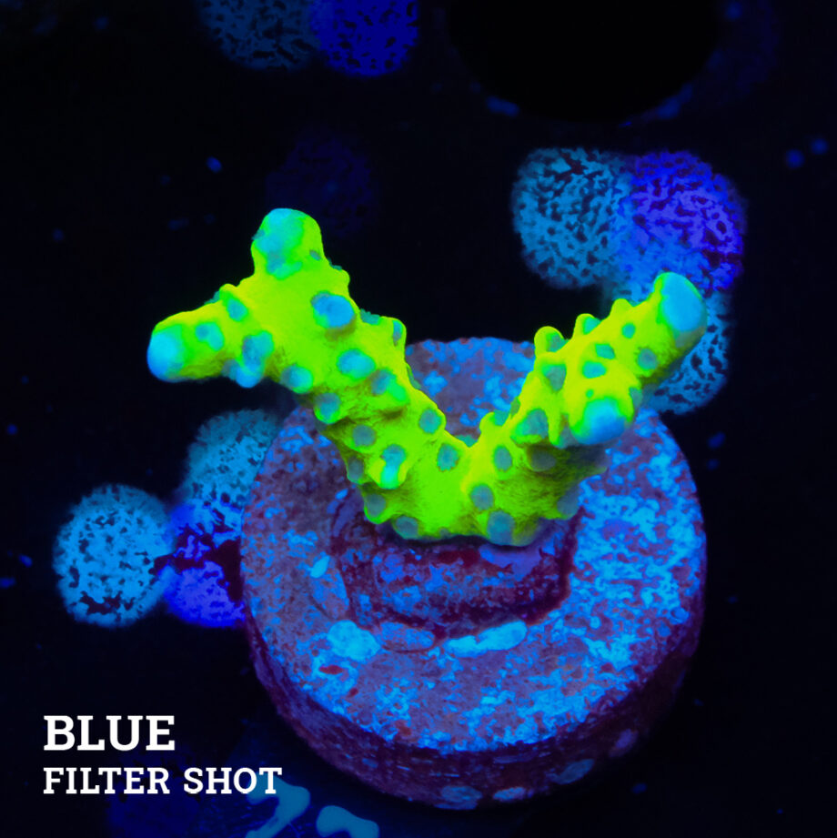 Anacropora 'Súper tóxica