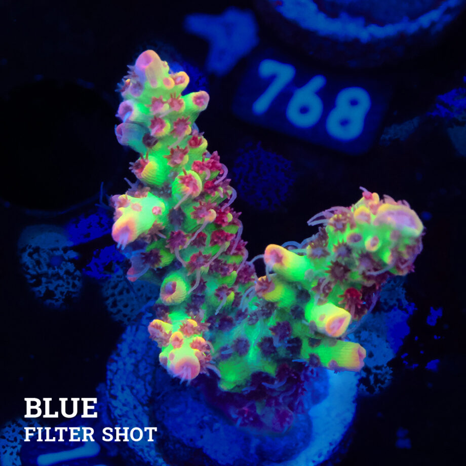 Acropora Microklados 'SSC'