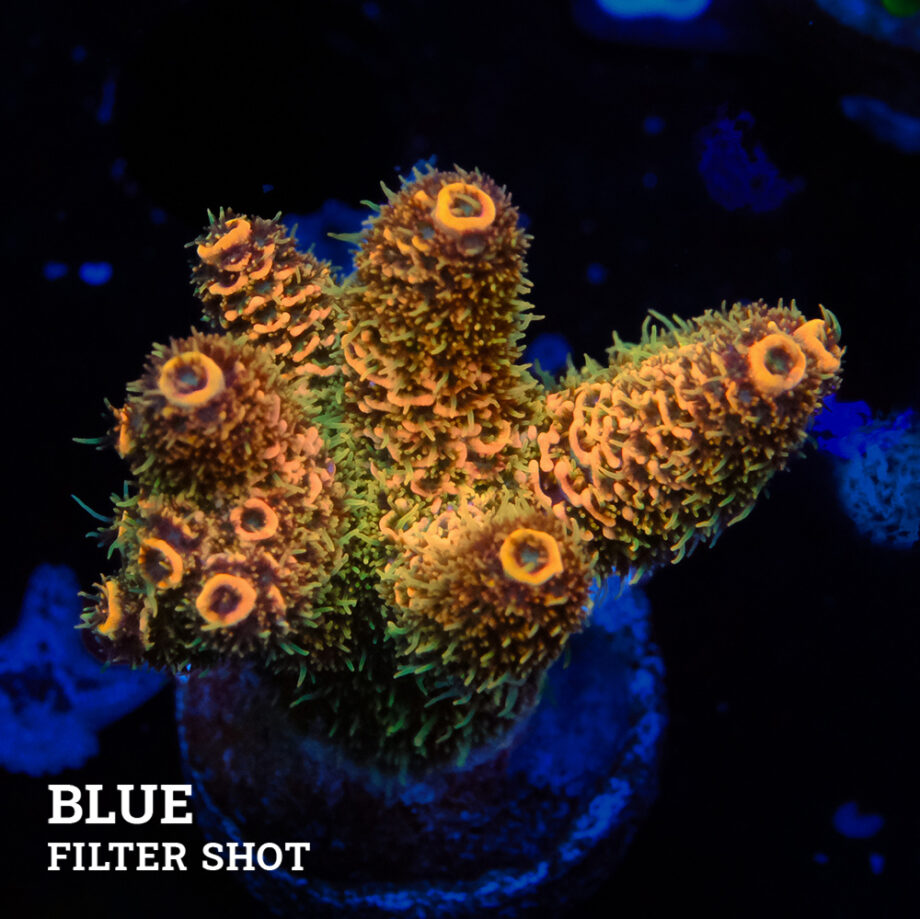 Acropora Millepora 'Orange'