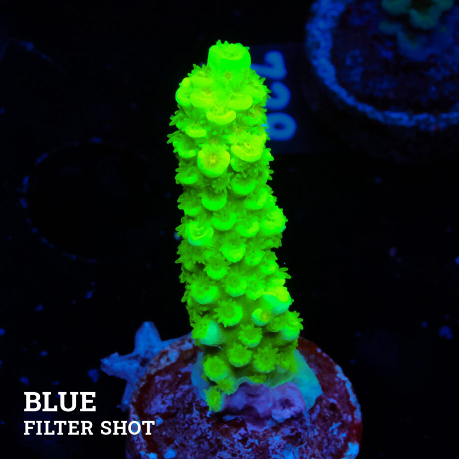 Acropora Tenuis 'Super Neon'