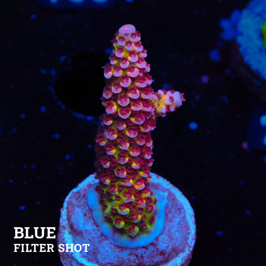 Acropora 'Fluo Bicolor II'