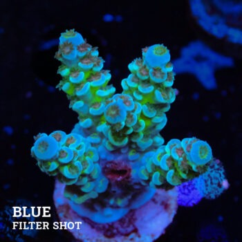 Acropora Tenuis