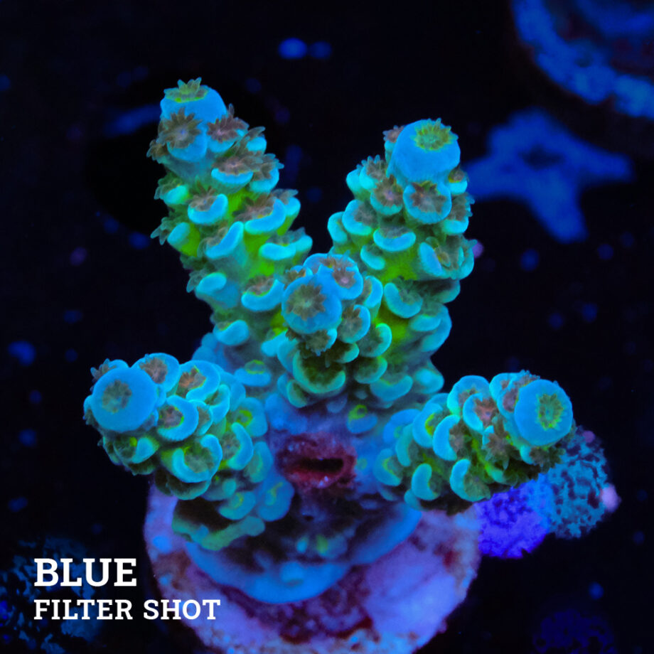 Acropora Tenuis
