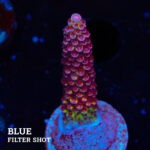 Acropora 'Fluo Bicolor II'