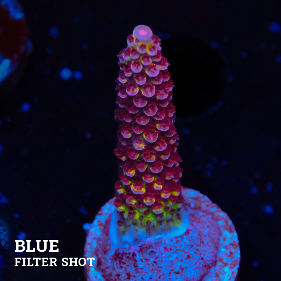 Acropora 'Fluo Bicolor II'
