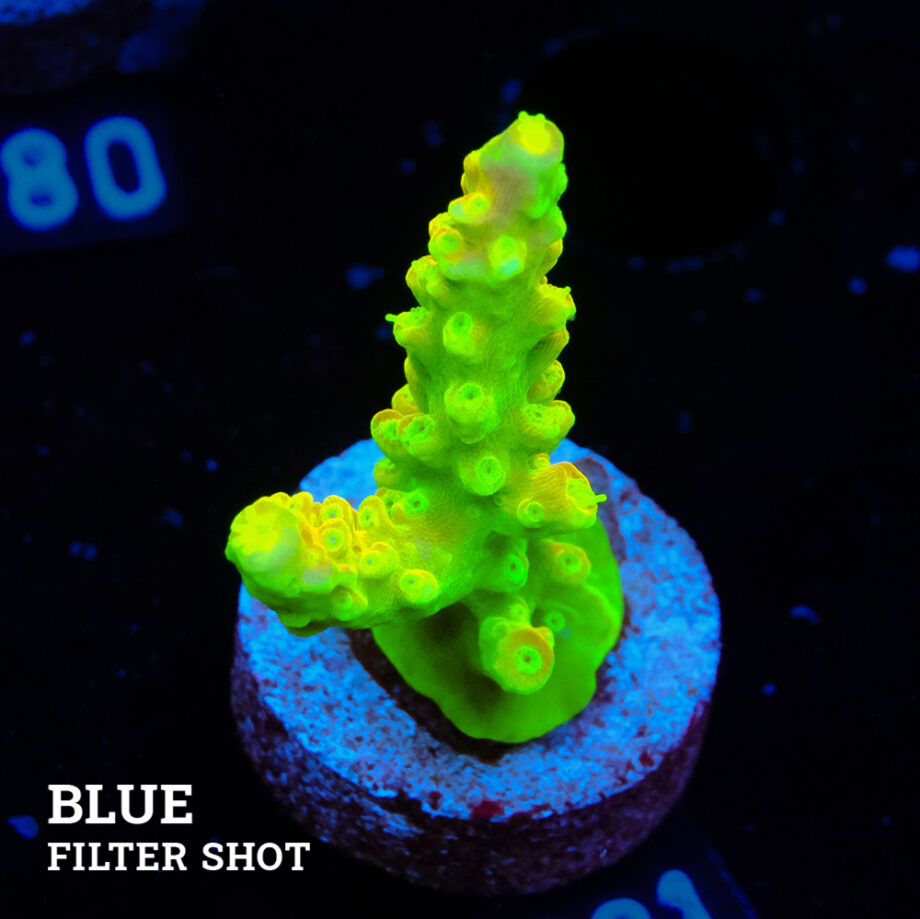 FM Sour Patch