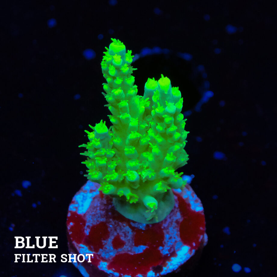 Acropora Chesterfieldensis