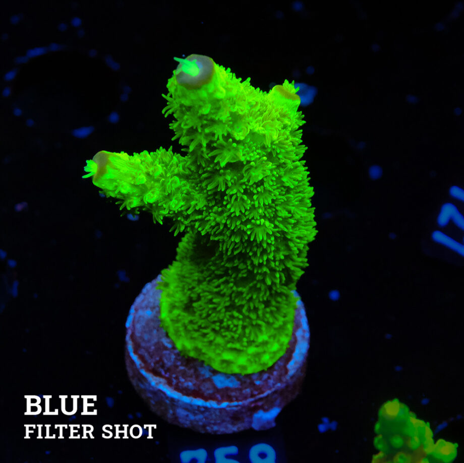 Acropora Specifera