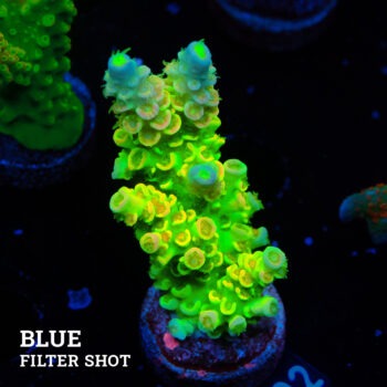 Acropora Tenuis 'Green Rainbow'