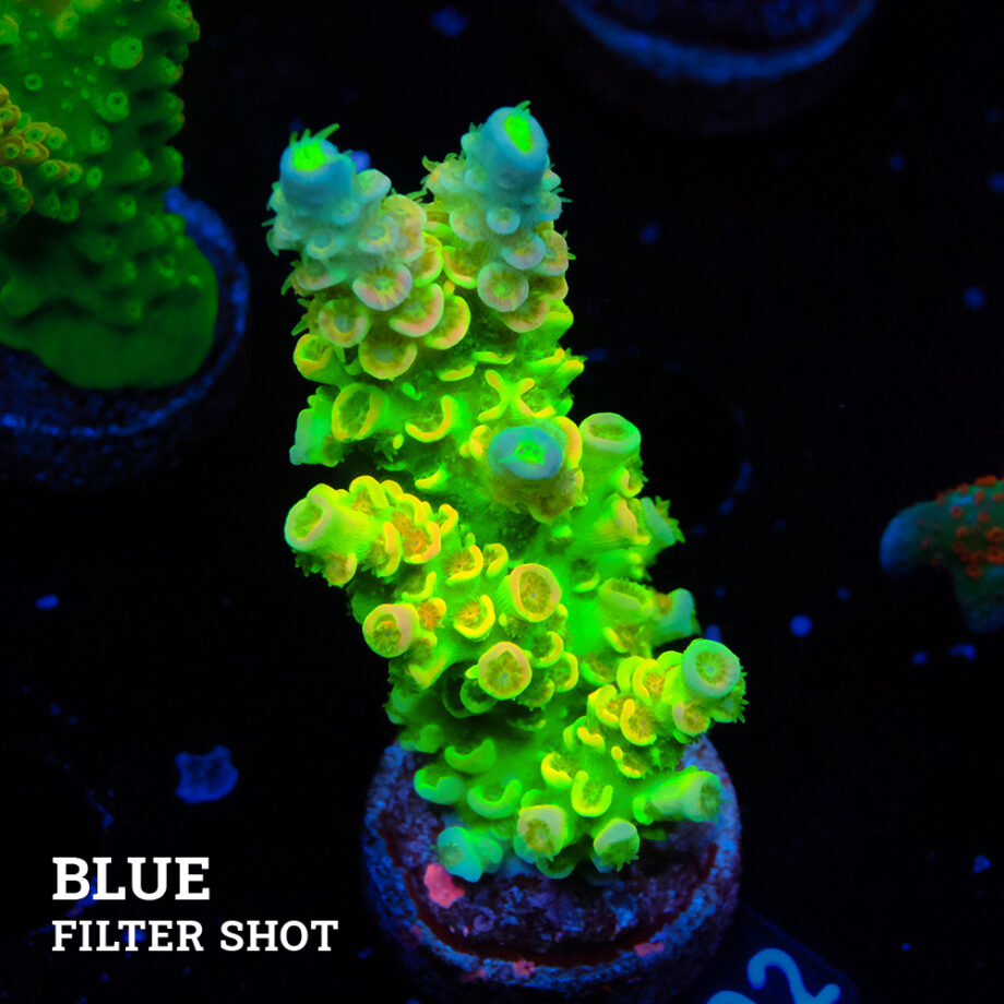 Acropora Tenuis 'Green Rainbow'