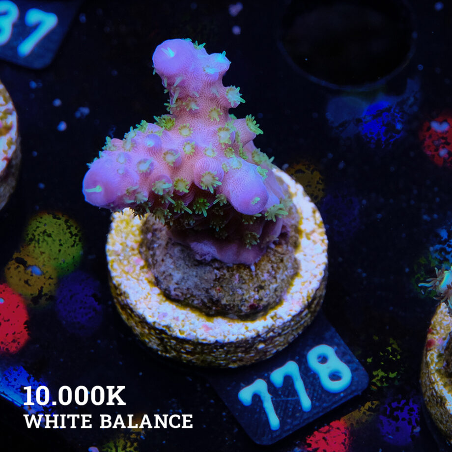 Acropora Gimmifera "Tricolor