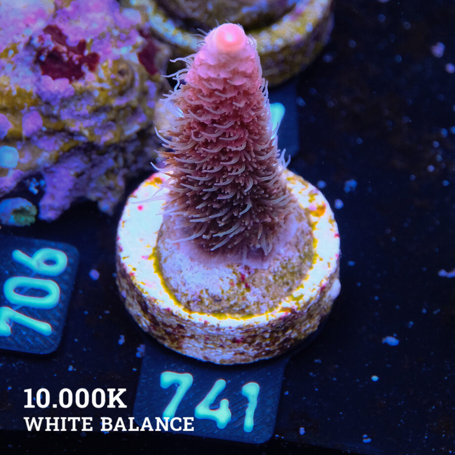 Acropora Millepora 'Pink'