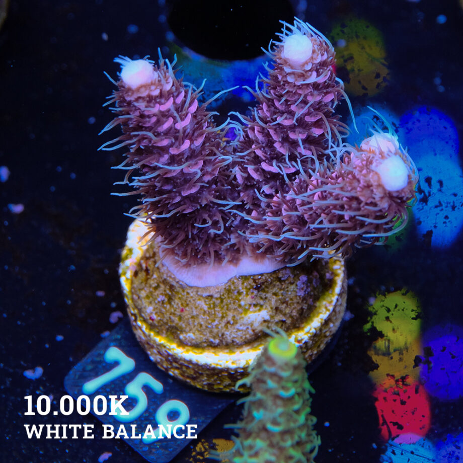 Acropora Millepora 'Pink & Blue'