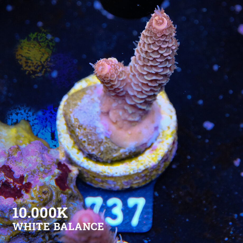 Acropora Millepora 'Naranja oxidado' (Rusty Orange)