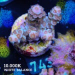 Acropora Tenuis