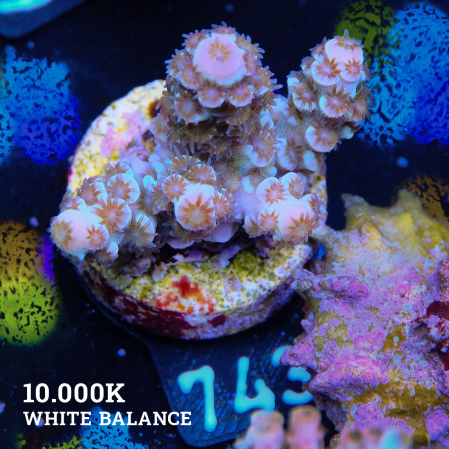 Acropora Tenuis