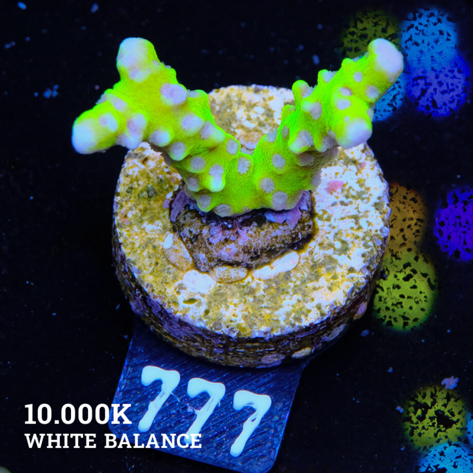 Anacropora 'Súper tóxica