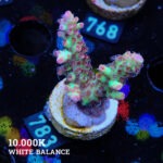 Acropora Microklados 'SSC