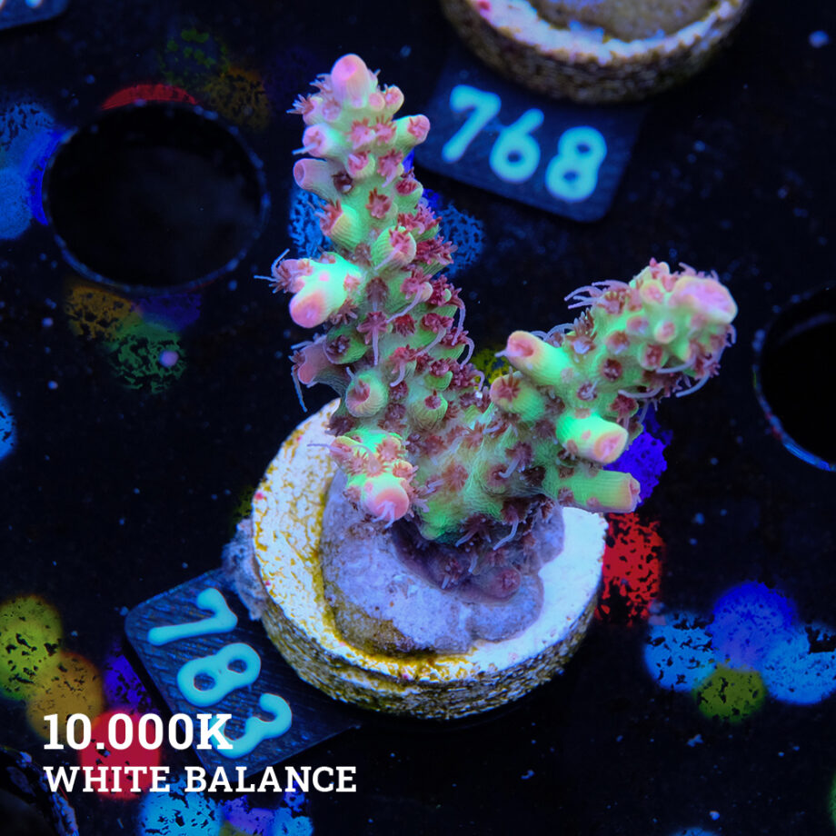 Acropora Microklados 'SSC'