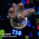 Acropora Millepora 'Orange'
