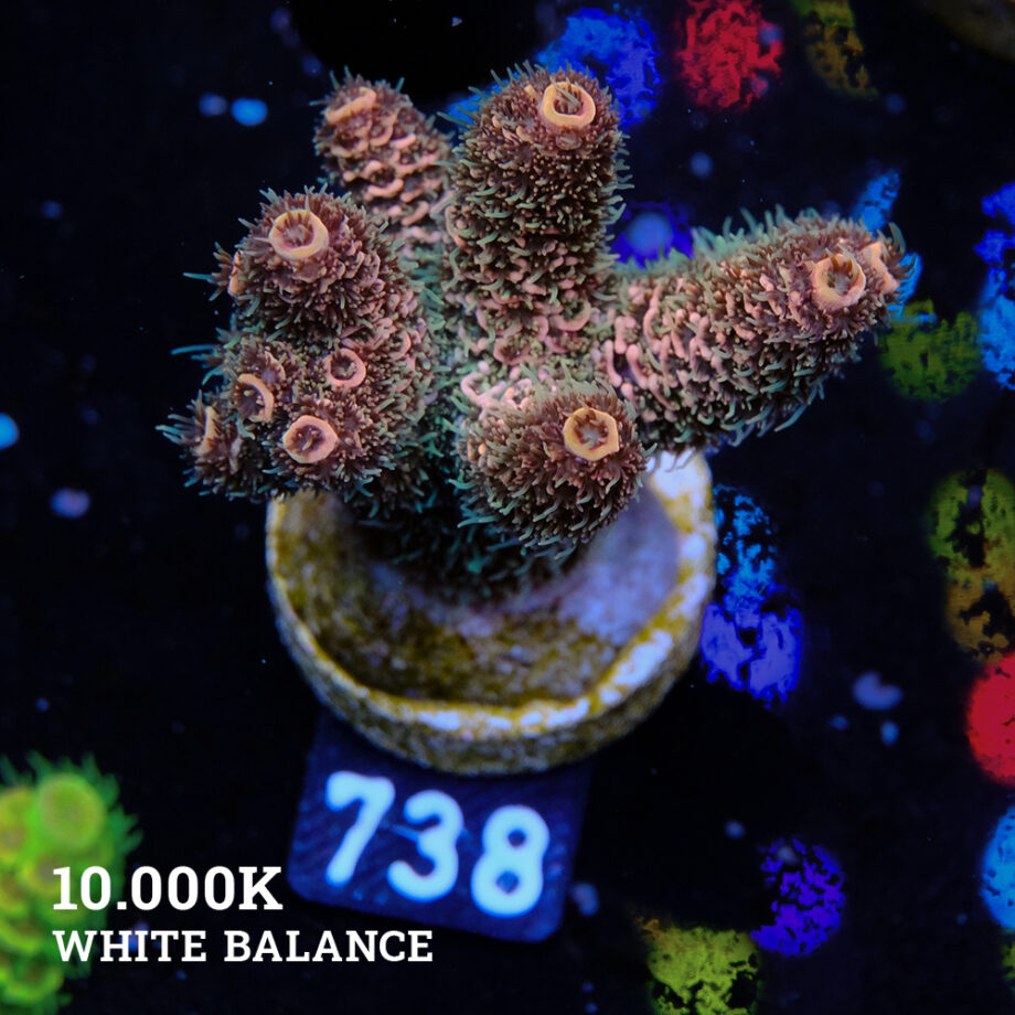 Acropora Millepora 'Orange'