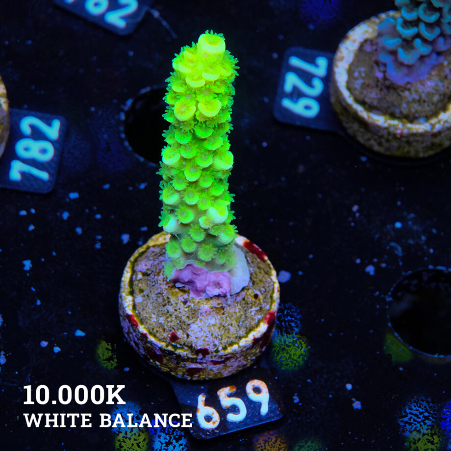 Acropora Tenuis 'Super Neon'