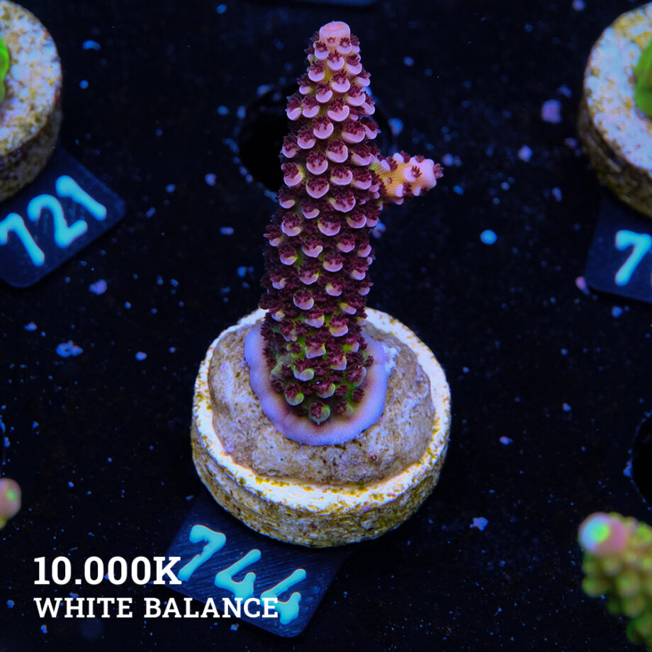 Acropora 'Fluo Bicolor II'